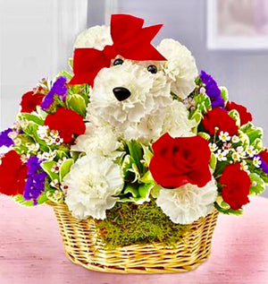 Carnation Dog